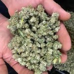 Top Quality Small Buds - Premium Cannabis